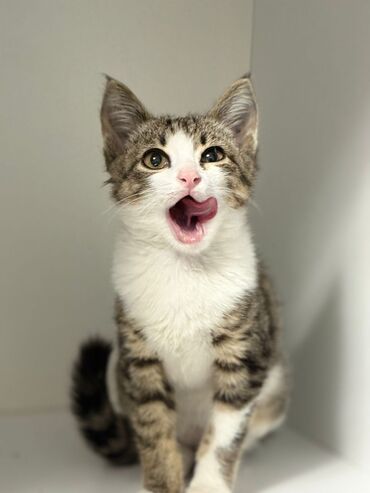 куда можно отдать кошку в бишкеке: 3 месяца, Девочка, Приучена к лотку