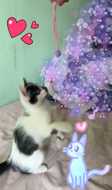домик для котов: 3 месяца, Девочка