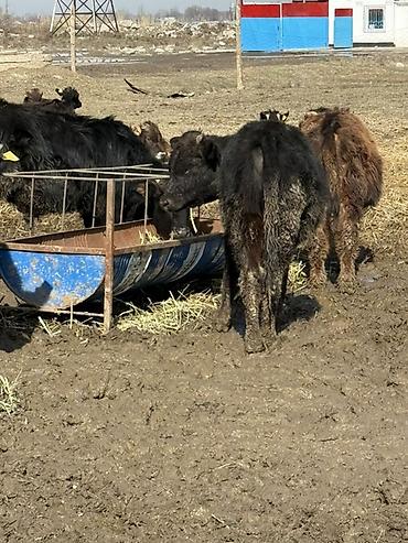 Коровы, быки: Продаю | Музоо, торпок | На откорм — 9