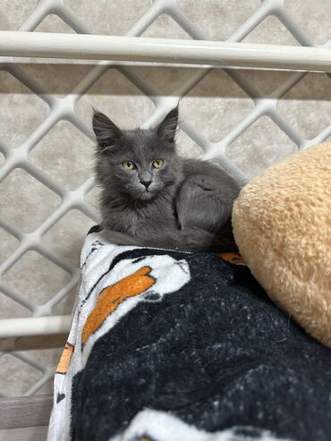 отдам котенка в добрые руки: Мышык бекер берилет: Породасыз, 3 айлык, Эркек, Курттардан тазаланган, Лотокко барууга үйрөтүлгөн