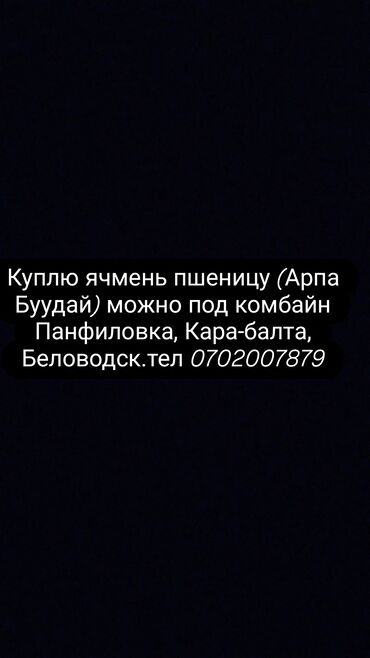 лошадь купить цена: Куплю ячмень
