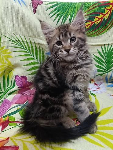 Животные: Мейн-Куны🥰. Предлагаются Шикарные котики от элитных, титулованных — 5