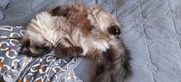 Pişiklər: Сиамская кошка.3 года. 450 azn.приучена к песку.,к купанию -da lalafo.az — 6 Pişiklər: Сиамская кошка.3 года. 450 azn.приучена к песку.,к купанию — 6