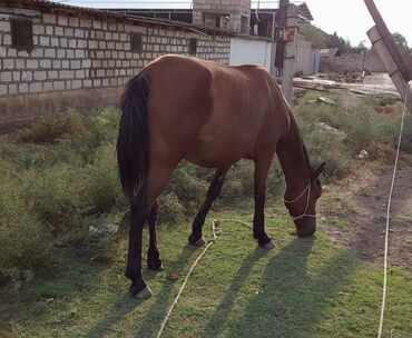 poni atlar v Azərbaycan | Kürklər: Atlar