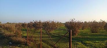 garden: 166 sot, Kənd təsərrüfatı, Mülkiyyətçi, Kupça (Çıxarış) — 3