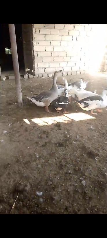 kənd toyuq: Yaşilbaş ördekler 10 denedir 14 manatdan endirim var — 3