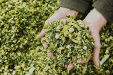 продажа щенков немецкой овчарки с документами в бишкеке: Силос/зеленая кормовая смесь для сельскохозяйственных животных. -