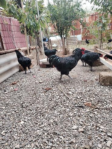 atlarin satisi: Austrolop xoruzları satışda var 5 aylıqlar — 2
