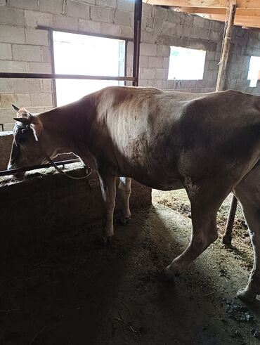 доильный аппарат на 1 корову: Продаю | Корова (самка) | Швицкая | Для молока