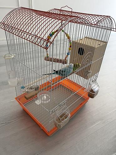 toy pudel it: Dalğalı tutuquşular (cüt) və tam aksesuarlarla qəfəs dəsti - Növ — 9