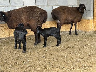 Баран, овца: Продаю | Овца (самка) | Для разведения | Матка at lalafo.kg — 4 Баран, овца: Продаю | Овца (самка) | Для разведения | Матка — 4