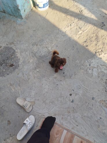 İtlər: Pekines, 6 ay, Erkek — 9