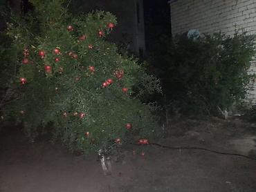 Həyət evləri və villaların satışı: 3 otaqlı, 110 kv. m, Kredit yoxdur — 3