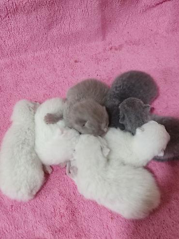 Pişiklər: Britan -da lalafo.az — 3 Pişiklər: Britan — 3