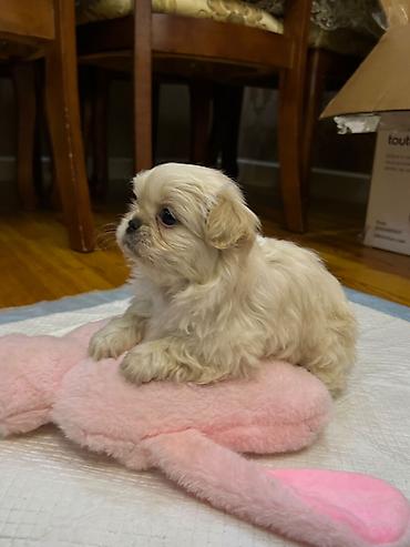heyvan sahiblendirme: Pekines, 2 ay, Dişi, Peyvəndli, Ödənişli çatdırılma, Ünvandan götürmə — 9