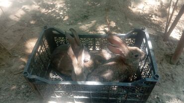 Dovşanlar: Üç ədəd qəşən dovşan satılır. Bu üçünün qiymətidir — 8