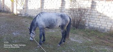 Atlar: Erkək, il: 6, Ünvandan götürmə
