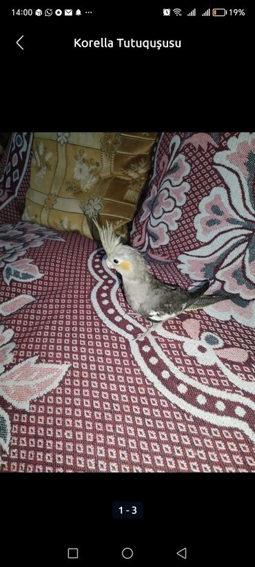 Попугаи: Məhsul: Korella tutuquşusu (cockatiel) Təsvir: - Gözəl çalarlı boz