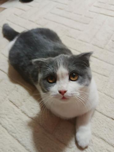 Кошки: Шотландская вислоухая кошка (Scottish Fold), окрас биколор — 5
