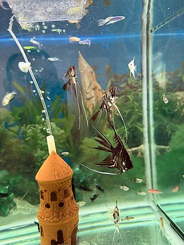 Akvarium dekoru: Malinezi orta olcu 1 manat danyo tul quyruq irili xirdali 1 manat — 5