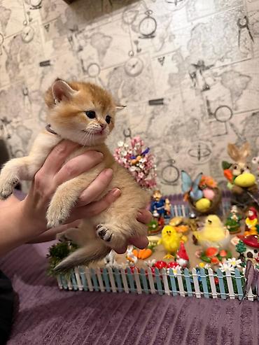 Pişiklər: Britan — 1