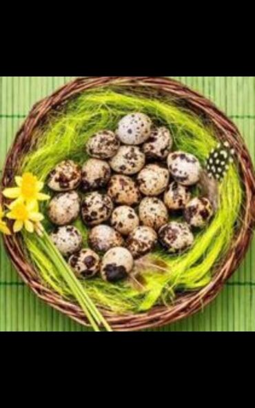 джерси петух: Продаю инкубационное яйцо перепелов Техас и Феникс под