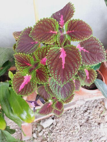 dibcək gulləri ev gulleri ve adlari: Rəngarəng yarpaqlı kolyos (Coleus) bəzək bitkisi - Yarpaqlar: tünd
