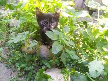 возьму кошку в добрые руки: Привлекательные котята с уникальным окрасом, сочетающим черные, серые