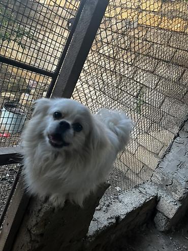 İtlər: Pekines — 9