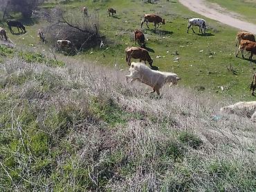 Козы, козлы: Продаю | Козёл (самец) | Для разведения | Племенные — 12