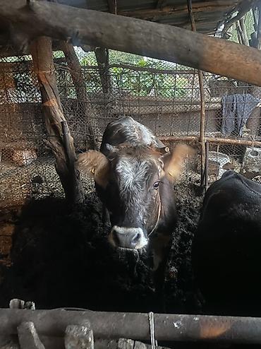 продажа собак бишкек: Продаю | Корова (самка) — 3
