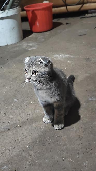 котенок вислоухая: Скотиш Фолд (Шотландская вислоухая), 2 месяца, Девочка — 5