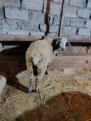 it sat: Dişi, il: 1, Ətlik — 2