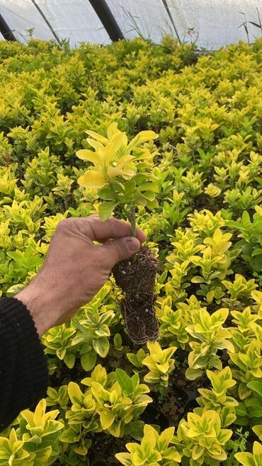 kala gülünün faydaları: 0.50 Qepik. Sarı və yaşıl rənglərin ahəngdar birləşməsi ilə