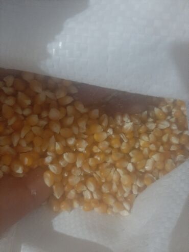 сладкий кукуруза: Кукуруза В розницу, Самовывоз