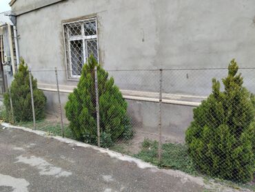 piy eriden bitkiler: Tuya ağacları. Dəyərindən ucuz. 4 illik sağlam ağaclardır (3 ədəd)