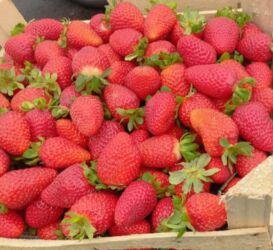 боржоми цена бишкек: Кулпунай Альбион, Чекене