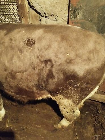 Коровы, быки: Продаю | Бык (самец) | На откорм | Привязанные — 3