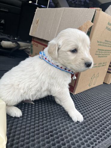 İtlər: Retriever, 2 ay, Erkek, Pulsuz çatdırılma