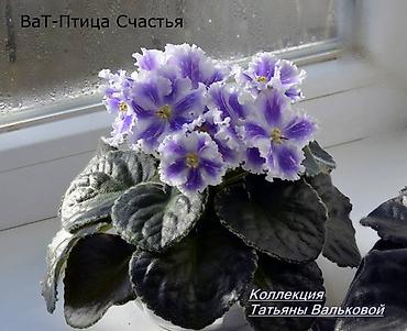 Фиалки и глоксинии: В продаже крупные детки и стартеры, взрослые сортовые фиалки, Отправка — 14