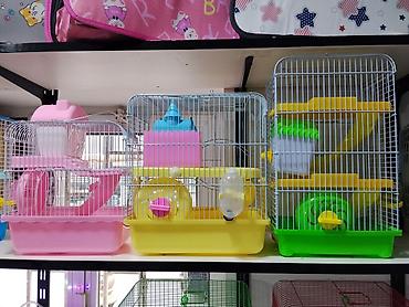 Gəmiricilər: Xamyak cunqarik bir cut ag vəya boz: Bir qəfəs bir kq yem iki aylıq — 7