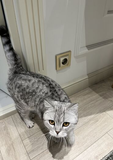 куплю британского кота: Продается Британская кошка (снежный барс) 🥰 кастрированная, ухоженная