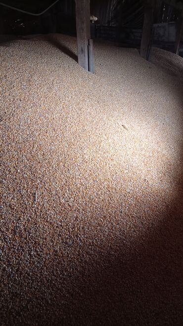 купить семена кукурузы кормовой: Кукуруза зерно (сыпучий объем в амбаре) - Вид: кукуруза зерновая