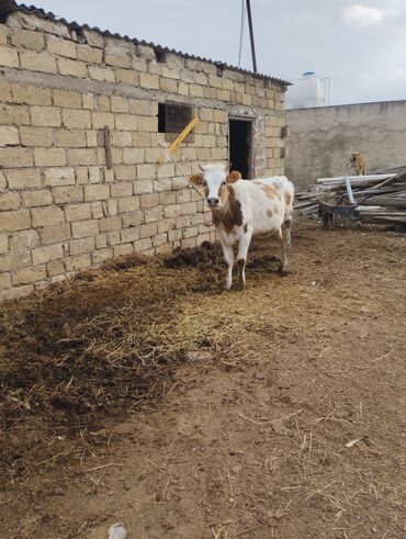 Dana, buzov: Dana, buzov, Dişi, ay: 1, Südlük, Ünvandan götürmə — 10