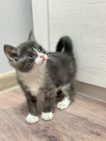 кошка с разными глазами: 2 айлык, Ургаачы, Аргын, Лотокко барууга үйрөтүлгөн