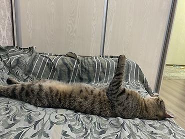 пантера слыв: Кошка даром: Беспородная, 4 года, Мальчик — 10