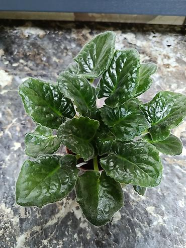 Фиалки и глоксинии: Сортовые фиалки С зелёными цветами по 350 С цветочками по 300с Без — 6