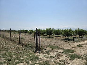 ağac tinglərinin satışı: ●Xaçmaz Rayonu Ağçay kəndi ●Sənədi Çıxarış- 3,15ha ●Yassı Şaftalı — 6