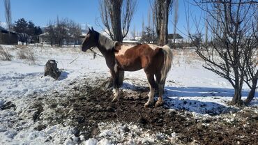 продаю коня: Айгыр 2 азый үйүргө гарантия чуркашы мыкты улагы бар