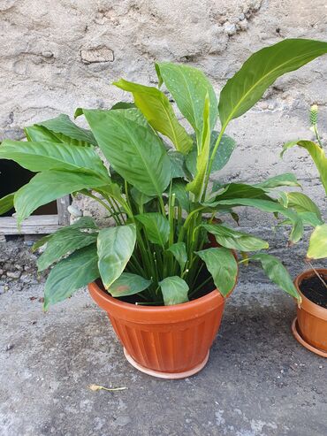 шпинат цена за 1 кг: Спатифиллум (Spathiphyllum) в горшках Большие по 600с. маленький
